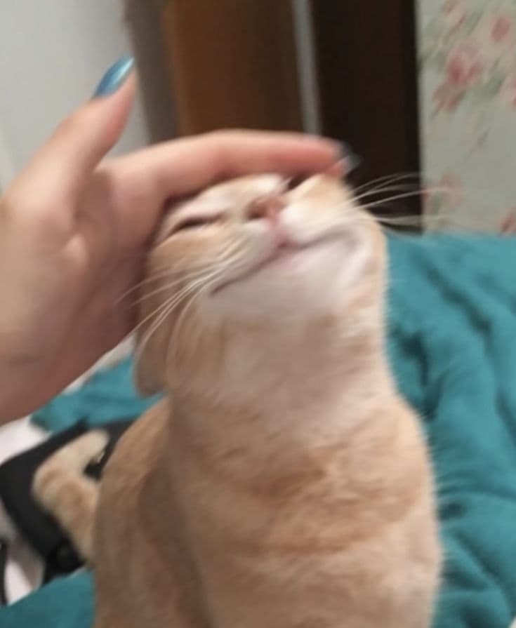 Les chats sont meilleurs (et ce n’est même pas un débat)